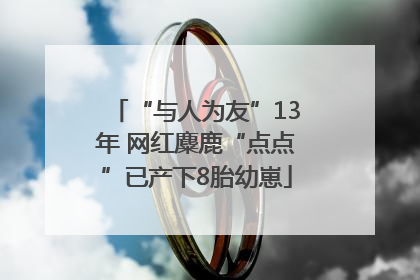 “与人为友”13年 网红麋鹿“点点”已产下8胎幼崽