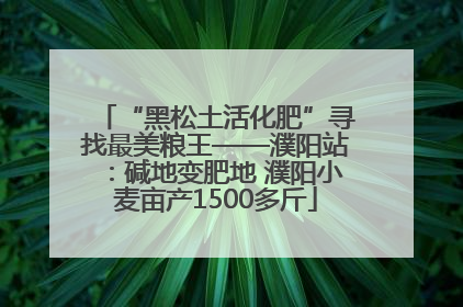 “黑松土活化肥”寻找最美粮王——濮阳站：碱地变肥地 濮阳小麦亩产1500多斤