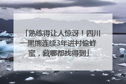 熟练得让人惊讶！四川一黑熊连续3年进村偷蜂蜜，藏哪都找得到