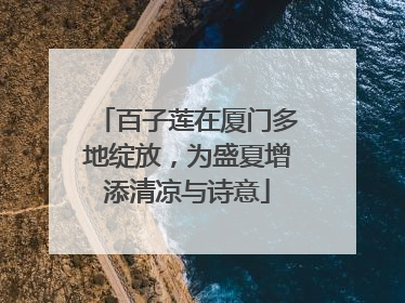 百子莲在厦门多地绽放，为盛夏增添清凉与诗意