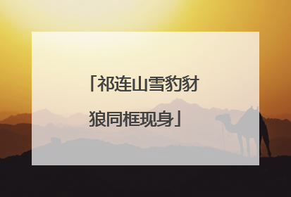 祁连山雪豹豺狼同框现身