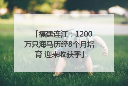 福建连江：1200万只海马历经8个月培育 迎来收获季