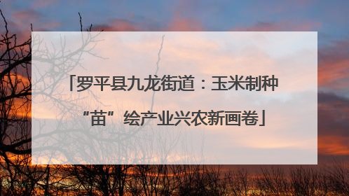 罗平县九龙街道：玉米制种“苗”绘产业兴农新画卷
