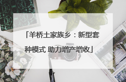 羊桥土家族乡：新型套种模式 助力增产增收