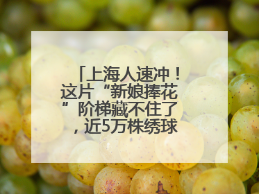 上海人速冲！这片“新娘捧花”阶梯藏不住了，近5万株绣球花如梦似幻