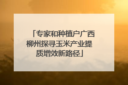 专家和种植户广西柳州探寻玉米产业提质增效新路径