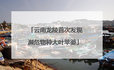 云南龙陵首次发现濒危物种大叶苹婆