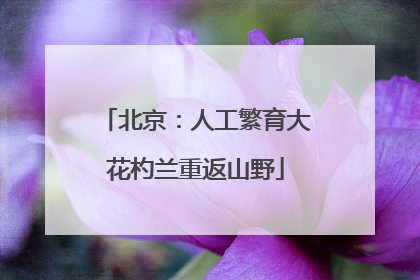 北京：人工繁育大花杓兰重返山野