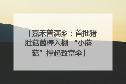 嘉禾普满乡：首批猪肚菇菌棒入棚 “小蘑菇”撑起致富伞