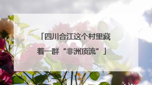 四川合江这个村里藏着一群“非洲顶流”
