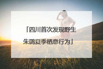 四川首次发现野生朱鹮夏季栖息行为