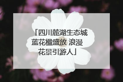 四川麓湖生态城蓝花楹盛放 浪漫花景引游人