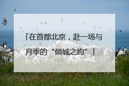 在首都北京，赴一场与月季的“倾城之约”