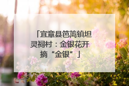 宜章县笆篱镇坦灵祠村：金银花开摘“金银”
