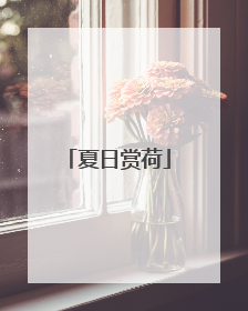 夏日赏荷
