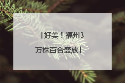 好美！福州3万株百合盛放