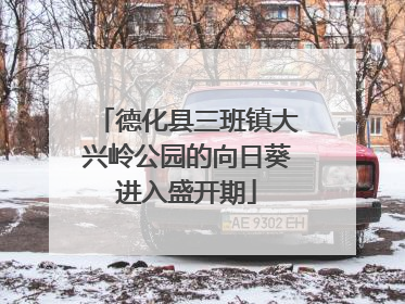 德化县三班镇大兴岭公园的向日葵进入盛开期