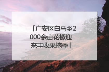 广安区白马乡2000余亩花椒迎来丰收采摘季