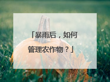暴雨后，如何管理农作物？