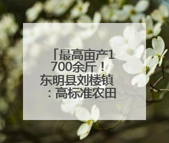 最高亩产1700余斤！东明县刘楼镇：高标准农田增效增收