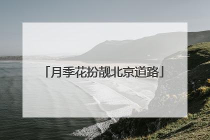 月季花扮靓北京道路
