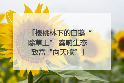樱桃林下的白鹅“除草工” 奏响生态致富“向天歌”