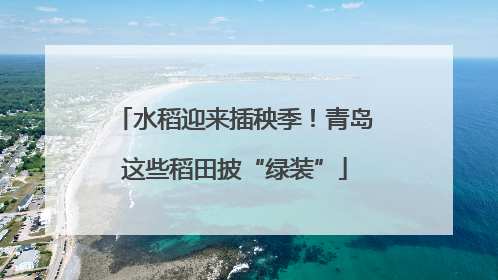 水稻迎来插秧季！青岛这些稻田披“绿装”