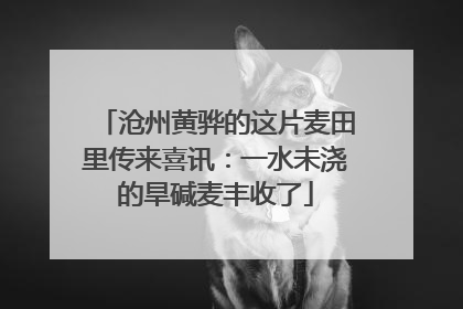 沧州黄骅的这片麦田里传来喜讯：一水未浇的旱碱麦丰收了