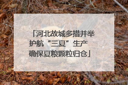 河北故城多措并举护航“三夏”生产 确保夏粮颗粒归仓