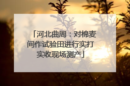 河北曲周：对棉麦间作试验田进行实打实收现场测产