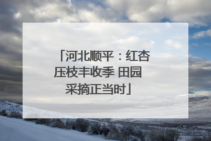 河北顺平：红杏压枝丰收季 田园采摘正当时