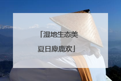 湿地生态美 夏日麋鹿欢