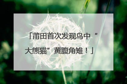 莆田首次发现鸟中“大熊猫”黄腹角雉！