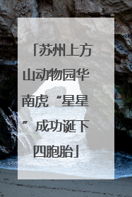 苏州上方山动物园华南虎“星星”成功诞下四胞胎