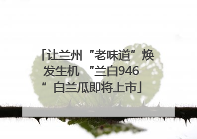 让兰州“老味道”焕发生机 “兰白946”白兰瓜即将上市