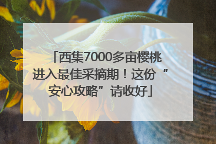 西集7000多亩樱桃进入最佳采摘期！这份“安心攻略”请收好