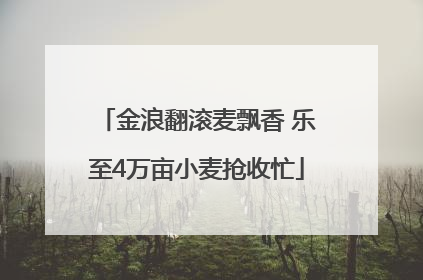 金浪翻滚麦飘香 乐至4万亩小麦抢收忙