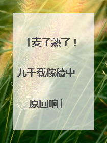 麦子熟了！九千载稼穑中原回响