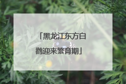 黑龙江东方白鹳迎来繁育期