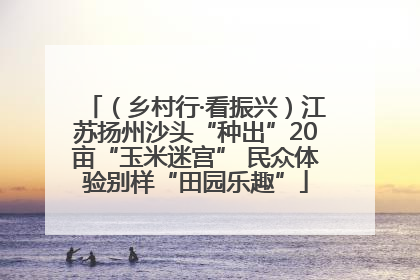 （乡村行·看振兴）江苏扬州沙头“种出”20亩“玉米迷宫” 民众体验别样“田园乐趣”