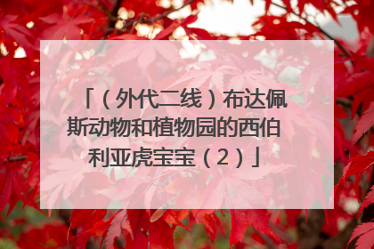 （外代二线）布达佩斯动物和植物园的西伯利亚虎宝宝（2）